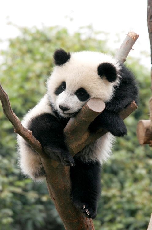 YalnizPanda